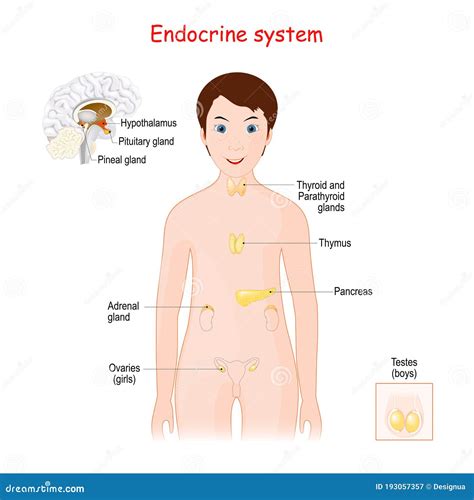 Endocrine System Function For Kids