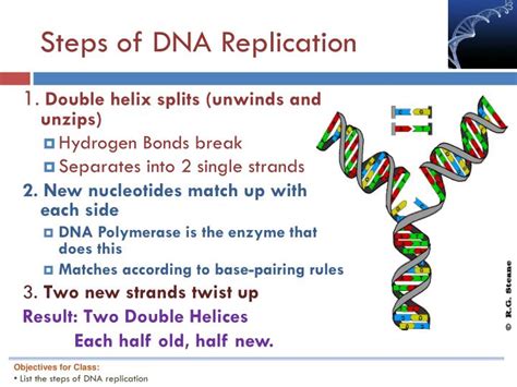 Ppt Intro To Genetics Dna Structure And Function Powerpoint