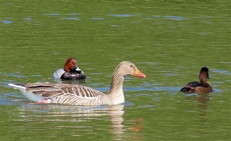 Solve Male Common Pochard Female Tufted Duck And Greylag Goose