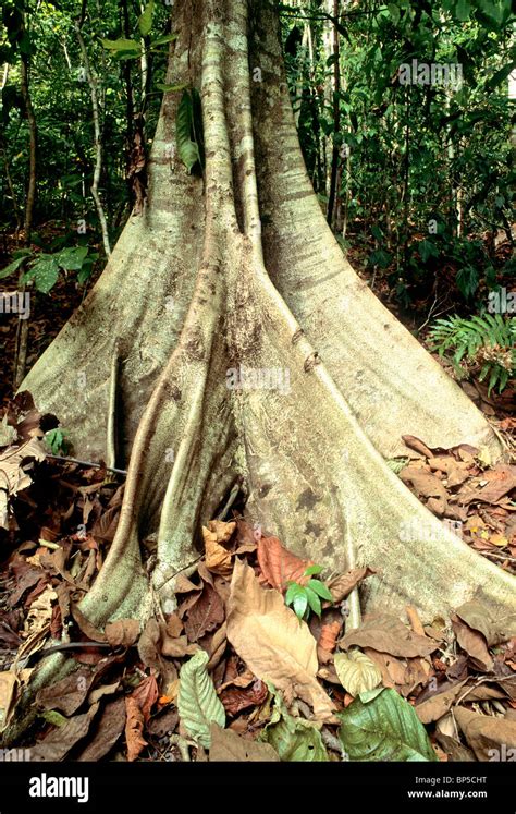 Ceiba Baumwurzeln Fotos Und Bildmaterial In Hoher Aufl Sung Alamy