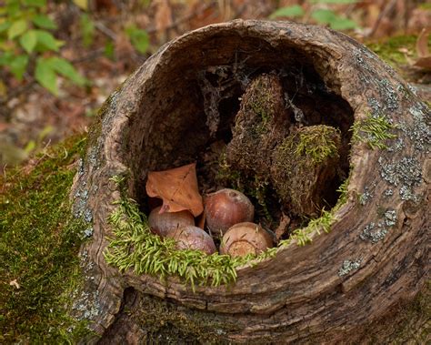 Acorn Stash Brown S Woods West Des Moines Iowa Garrity J Flickr