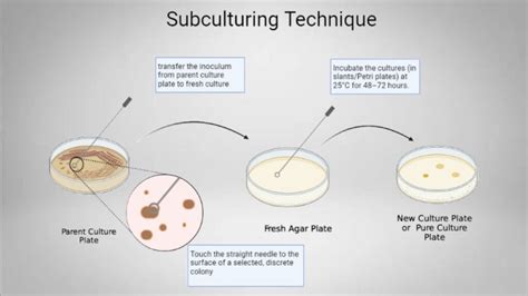 Subculturing Technique In Agar Slant Agar Plate Biology Notes Online