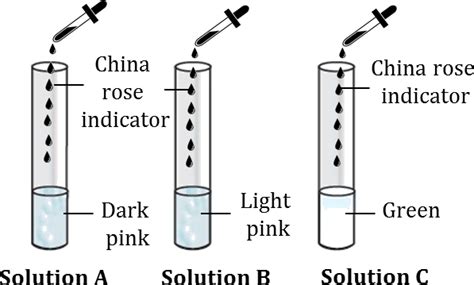 Class 7 - Chapter 4- Acids, Bases, and Salts - Activity 4.3- China Rose ...