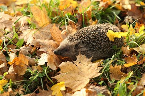 Igel Auf Der Internationalen Roten Liste Lbv