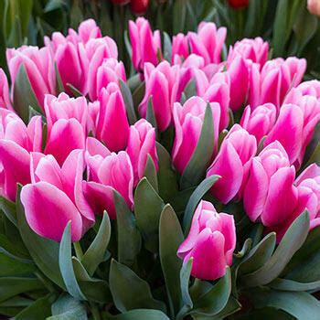 Synaeda Amor Tulip Brecks Premium Bulbs