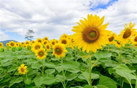 Hermosa Flor De Girasol Que Florece En El Campo De Flores De Campo De