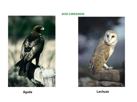 Aves Ratites Ejemplos - SEO POSITIVO