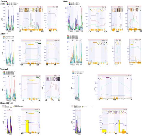 Potential Similarities In Sex Difference In Key Genes And Their
