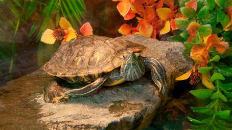 Download Terrapin Restingon Rock Wallpaper