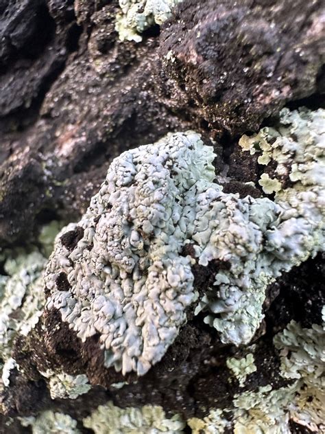 Fungi Including Lichens From Tampa Fl Usa On February At