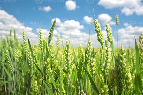 Wheat field 1336465 Stock Photo at Vecteezy