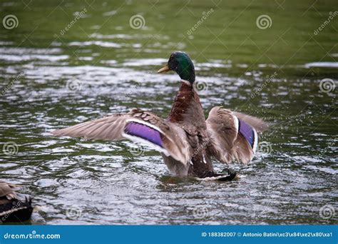 Brown Duck With Purple Highlights On Its Wings Spreading Its Wings As