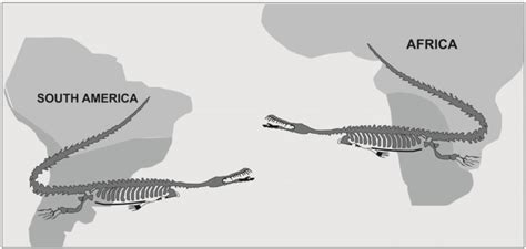 The fossils of Mesosaurus found in South America and Africa. | Download Scientific Diagram