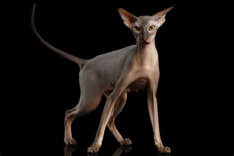 Peterbald Cat Breed