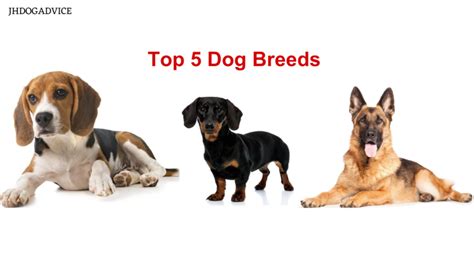 Top 5 Dog Breeds - JH DOG ADVICE