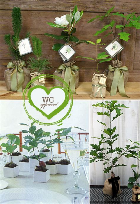 Plantas Y Semillas Como Regalo Para Invitados De Boda Bautizo Y