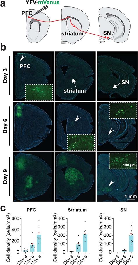 Anterograde Transport Of Yfv 17d In The Pfc Striatum Sn Pathway A