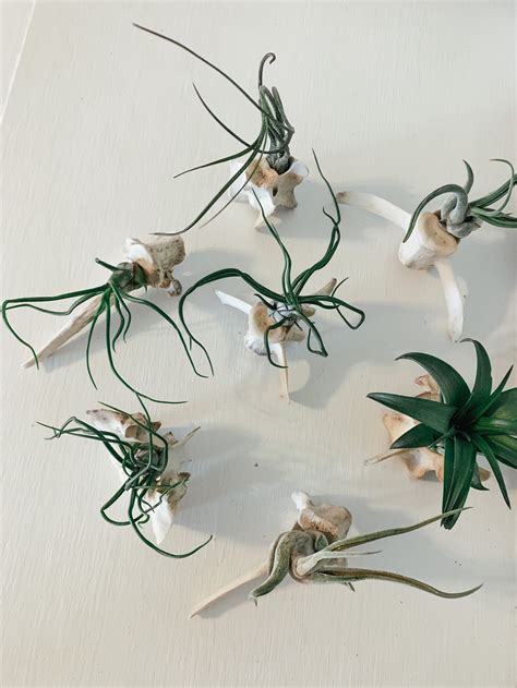 Vertebrae Air Plant Displays Please Read Full Description Etsy