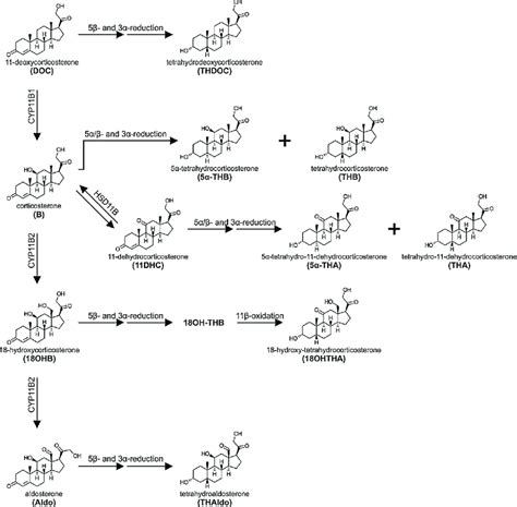 Schematic Overview Of The Pathways Linking Mineralocorticoids And Their