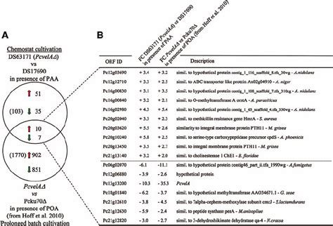 Comparative Transcript Analysis Of P Chrysogenum Pcvela Mutants In