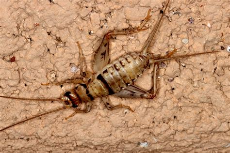 Tropical House Cricket Gryllodes Sigillatus James Tipton Flickr