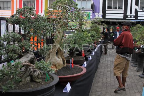 PAMERAN DAN KONTES BONSAI ANTARA Foto