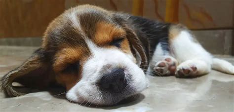 Why do Beagles sleep so much? - Beagle Care