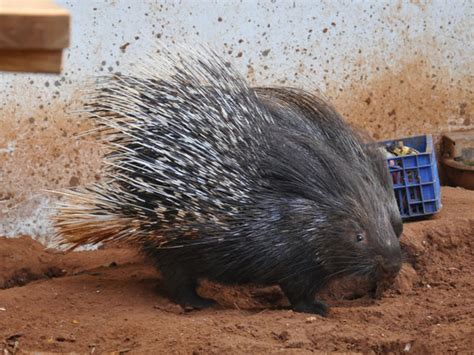 Hystrix Indica Indica Indian Crested Porcupine In Hai Park