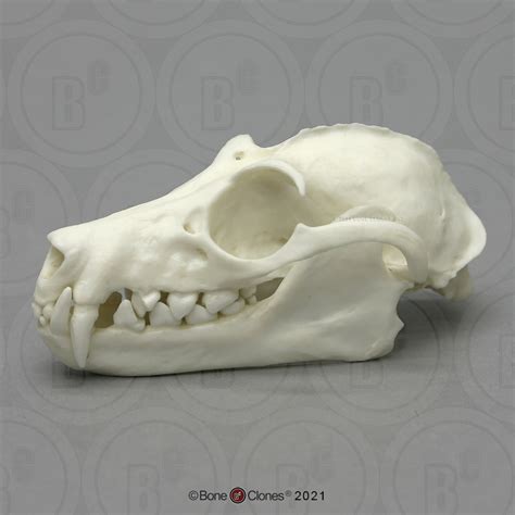 Opossum Skull Anatomy