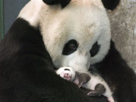 Porque para salvarlos hay que entenderlos.: Oso Panda gigante