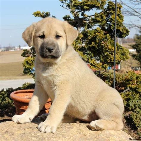 Anatolian Shepherd Mix Puppies For Sale | Goldenacresdogs.com