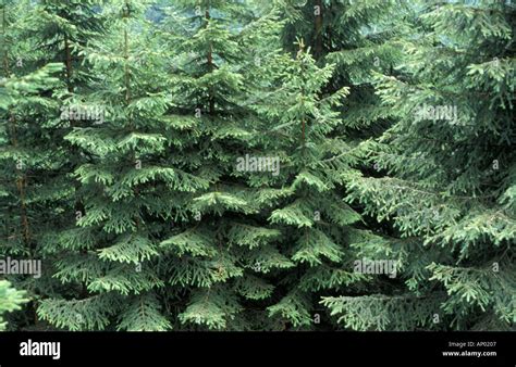 forest  spruce trees stock photo alamy