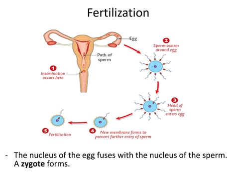 PPT - Lesson #4: Fertilization PowerPoint Presentation, free download ...