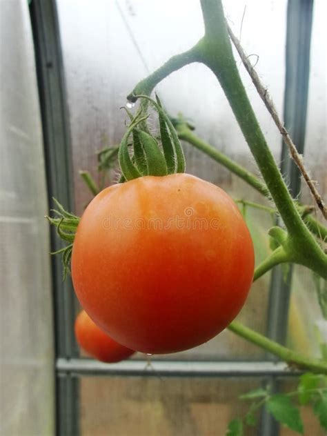 In The Garden Greenhouse Ripening Green Tomatoes On The Branch Of A