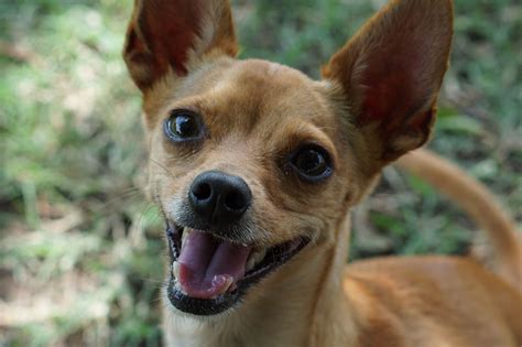 7 Jenis Anjing Kecil Peliharaan yang Lucu dan Menggemaskan