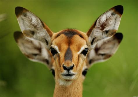 Photos Artiodactyl Glance Animals