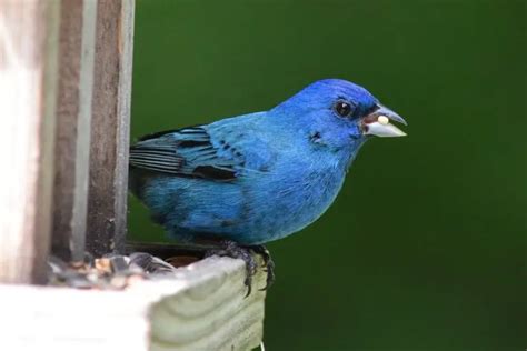 47 Common Backyard Birds North America