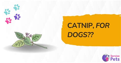 Catnip for Dogs: Benefits, Risks, and Safe Usage Tips | Service Pets