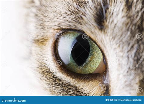 Cat s eye stock image. Image of pupilla, makro, closeup - 8835173