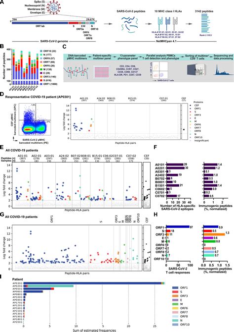 Sars Cov Genome Wide T Cell Epitope Mapping Reveals Immunodominance