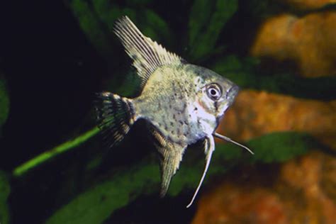 Pterophyllum Scalare Goldhead Leopard Veiltail Aqualog De