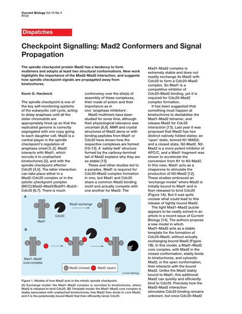 PDF Checkpoint Signalling Mad2 Conformers And Signal Propagation