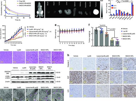 The Pharmacokinetics Biodistribution And In Vivo Antitumour Effect Of