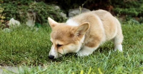 reasons dogs eat grass iheartdogscom