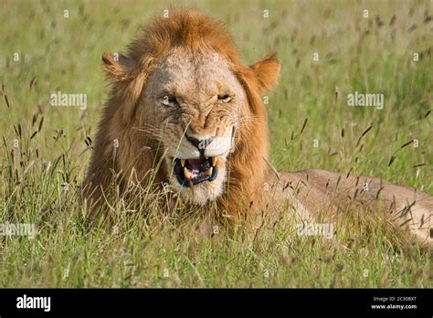 Lions in the Tsavo East and Tsavo West National Park Stock Photo - Alamy