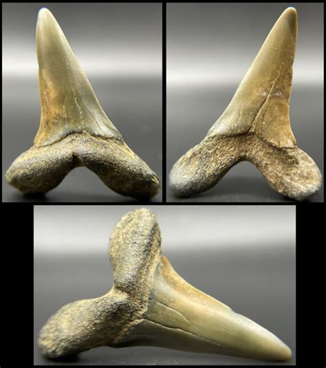 New Jersey Goblin Shark Teeth (Scapanorhynchus texanus) : r/sharkteeth