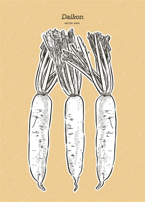 Premium Vector Japanese Radish Daikon Illustration