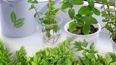 Les Boutures Dherbes Aromatiques Les Plus Faciles Faire Pousser