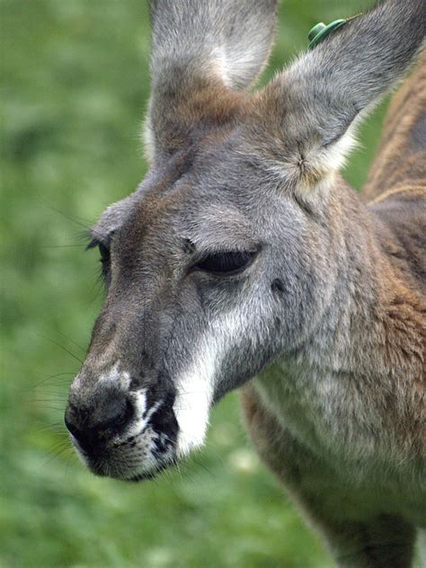 Cleveland Metroparks Zoo 08 26 2009 Gray Kangaroo 1 Flickr