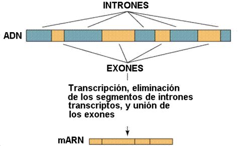 Biología Bi 10 Transcripción Y Traducción